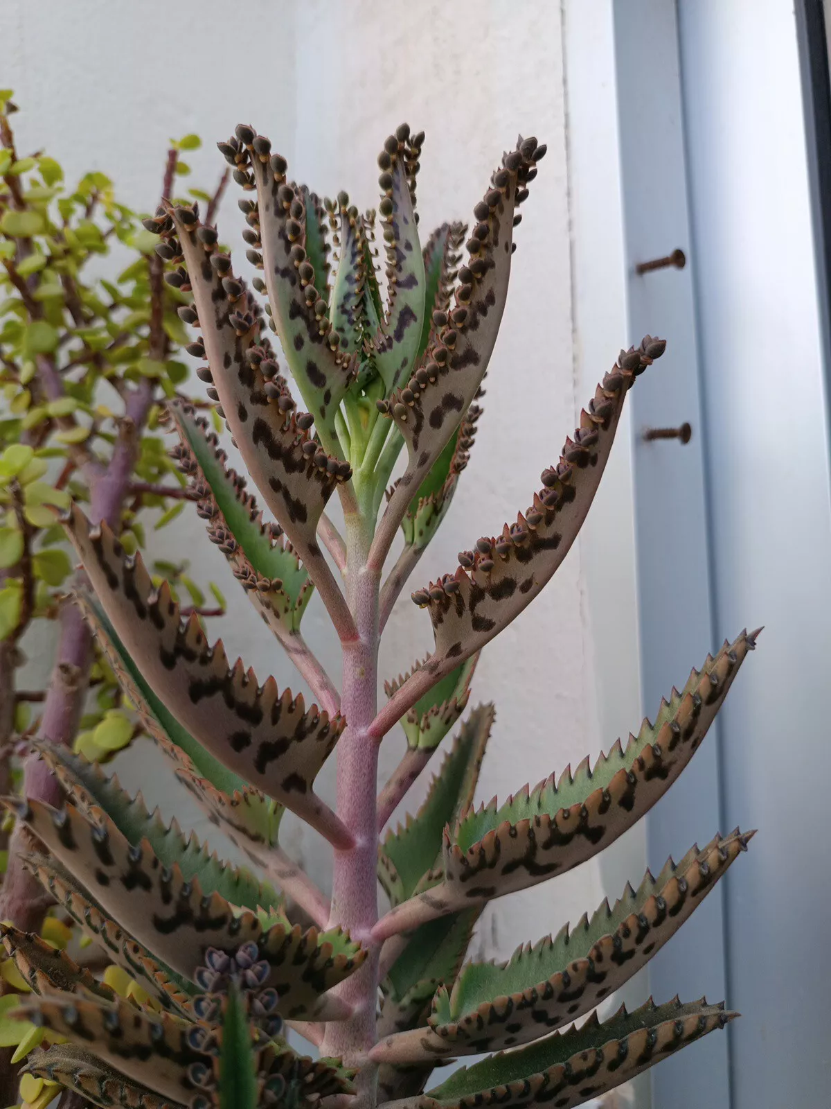 kalanchoe para el cáncer